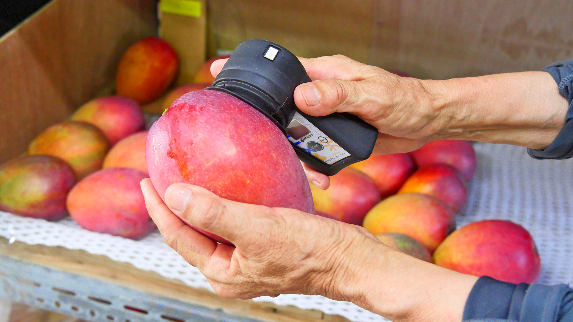 光センサー糖度計による選果